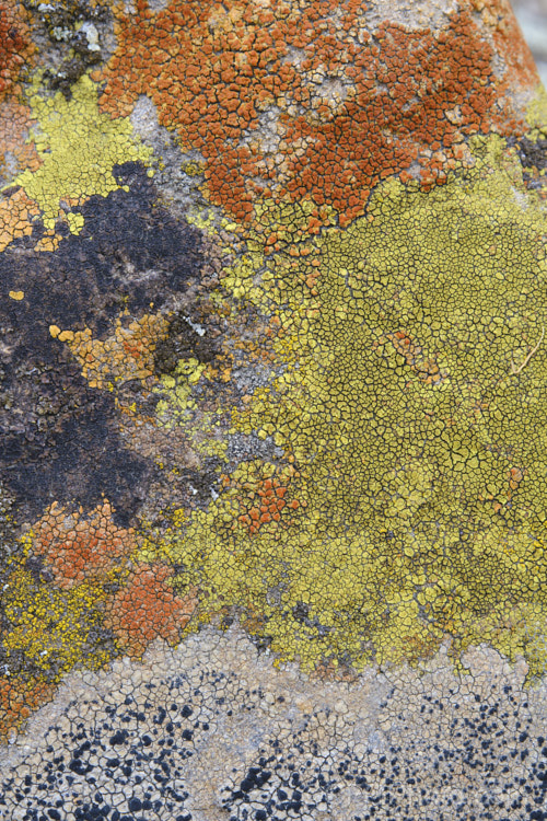 Lichen of various colours and stages of development, growing on a bluestone boulder. Timaru, New Zealand