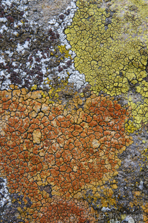 Lichen of various colours and stages of development, growing on a bluestone boulder. Timaru, New Zealand