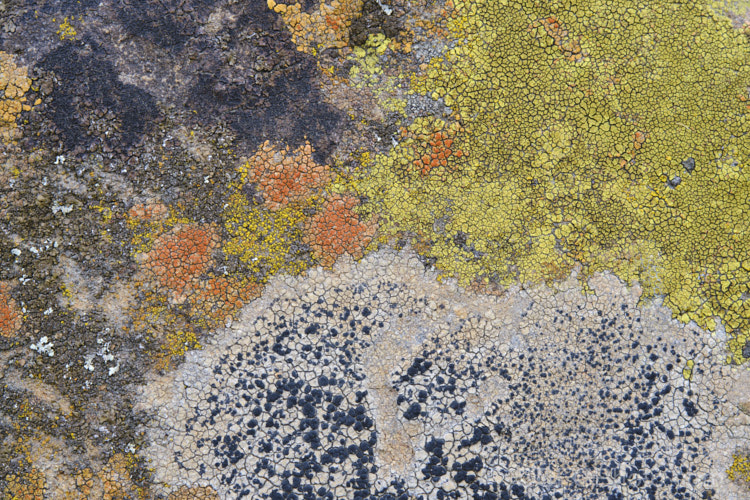 Lichen of various colours and stages of development, growing on a bluestone boulder. Timaru, New Zealand