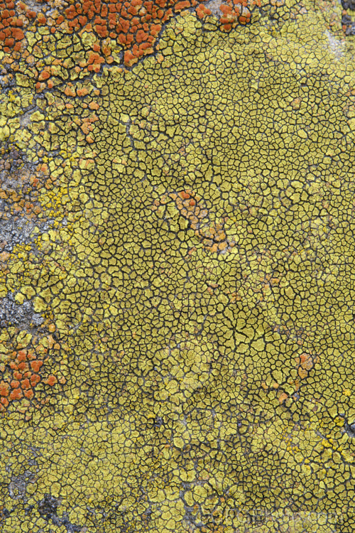 Lichen of various colours and stages of development, growing on a bluestone boulder. Timaru, New Zealand