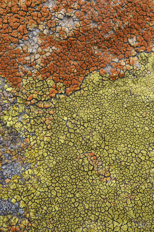 Lichen of various colours and stages of development, growing on a bluestone boulder. Timaru, New Zealand