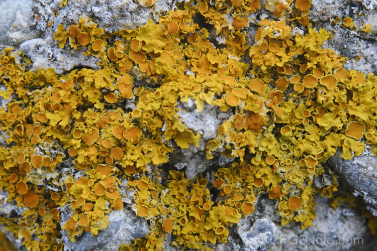 A yellow lichen with an abundance of splash cups. This lichen was growing on broken up lumps of asphalt-covered concrete, showing that with enough time even this material can be broken down.