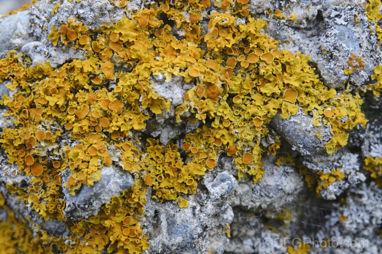 A yellow lichen with an abundance of splash cups. This lichen was growing on broken up lumps of asphalt-covered concrete, showing that with enough time even this material can be broken down.