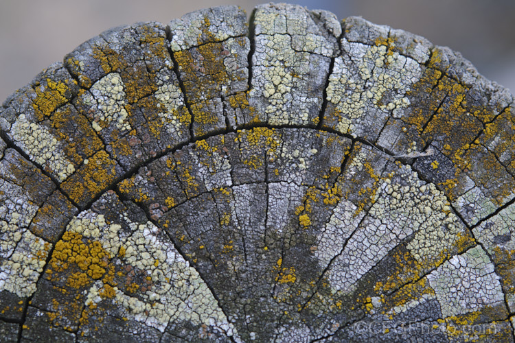 Lichen growing on the cut top of a fencepost. Even pressure treated timber like this eventually fall to the ravages of fungi, lichens and other organisms of decomposition.