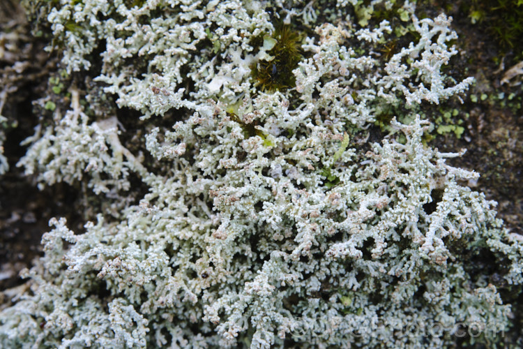 A dense covering of lichen on a drystone wall.