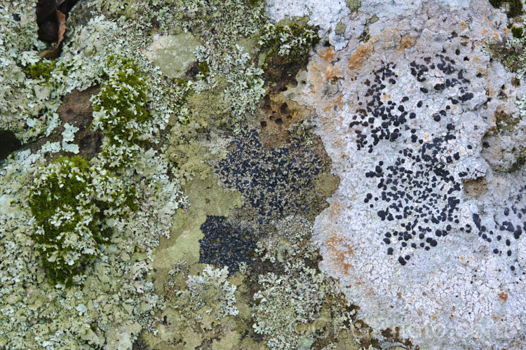 A dense covering of lichen on a drystone wall.