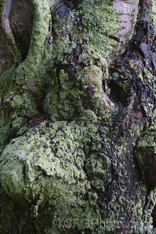 A thick covering of lichen on an old tree trunk.