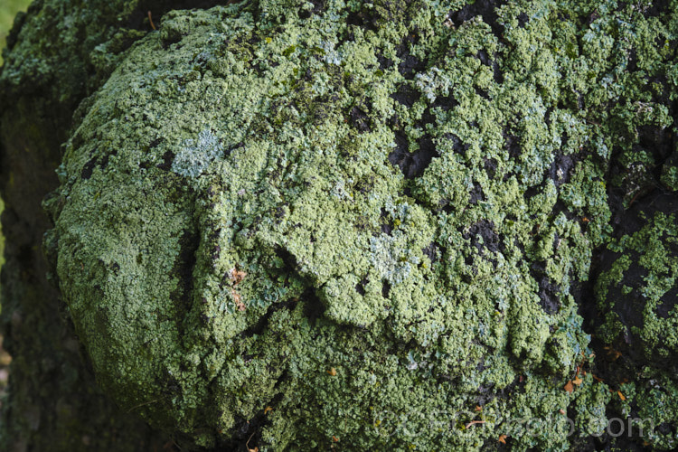 A thick covering of lichen on an old tree trunk.