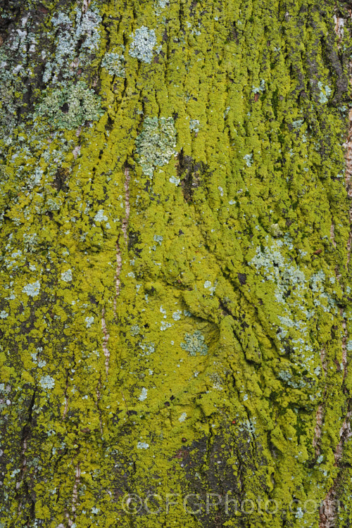 A thick covering of lichen on an old tree trunk.