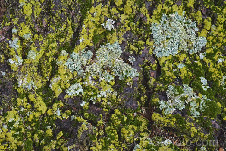 A thick covering of lichen on an old tree trunk.