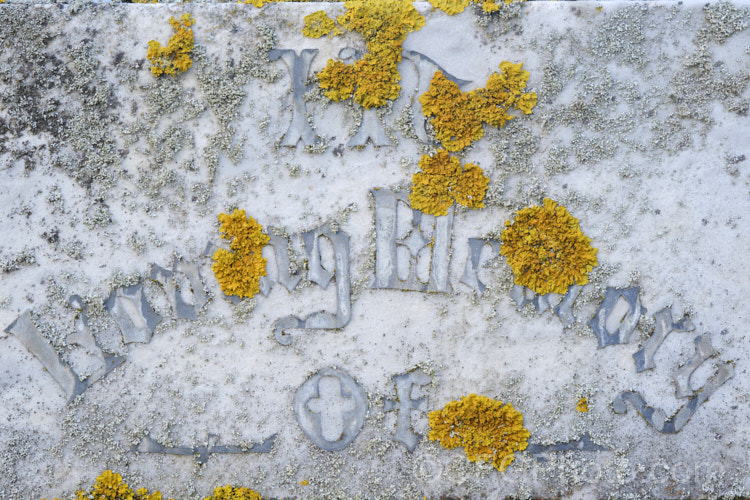 Lichen growing on a 120 year old headstone, slowly eroding the memories lovingly expressed.