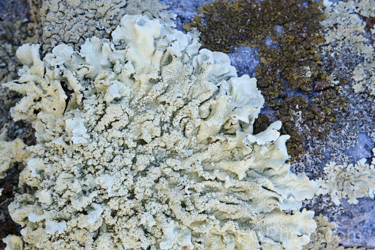 Lichen growing on old headstones in a cemetery. The varying stone types found among the memorials in cemeteries often lead to the development of an interesting array of lichens.