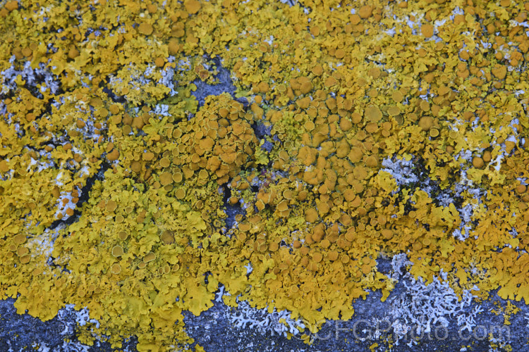 Lichen growing on old headstones in a cemetery. The varying stone types found among the memorials in cemeteries often lead to the development of an interesting array of lichens.