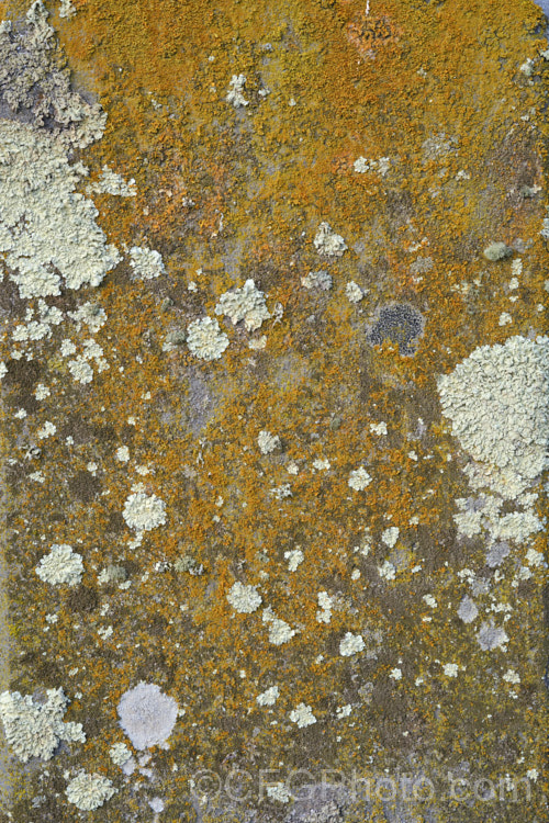 Lichen growing on old headstones in a cemetery. The varying stone types found among the memorials in cemeteries often lead to the development of an interesting array of lichens.