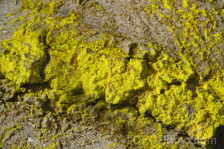 Bright greenish yellow lichen growing on a tree trunk.