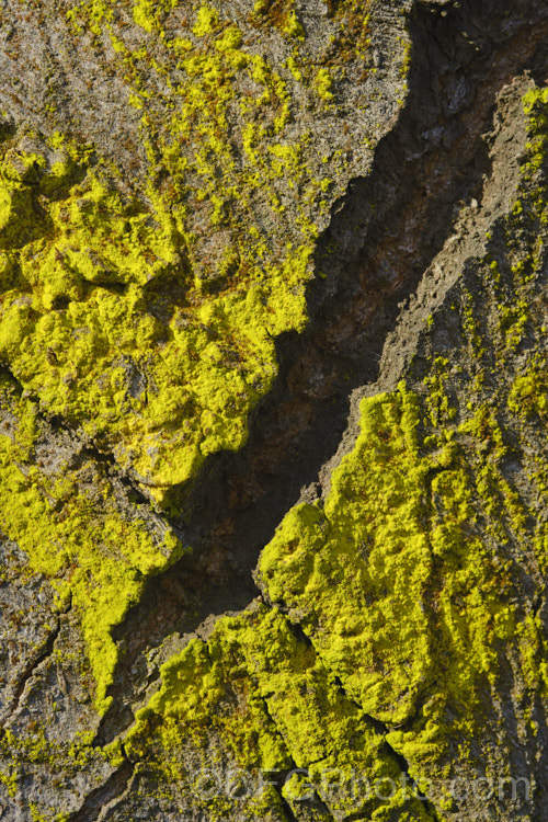 Bright greenish yellow lichen growing on a tree trunk.