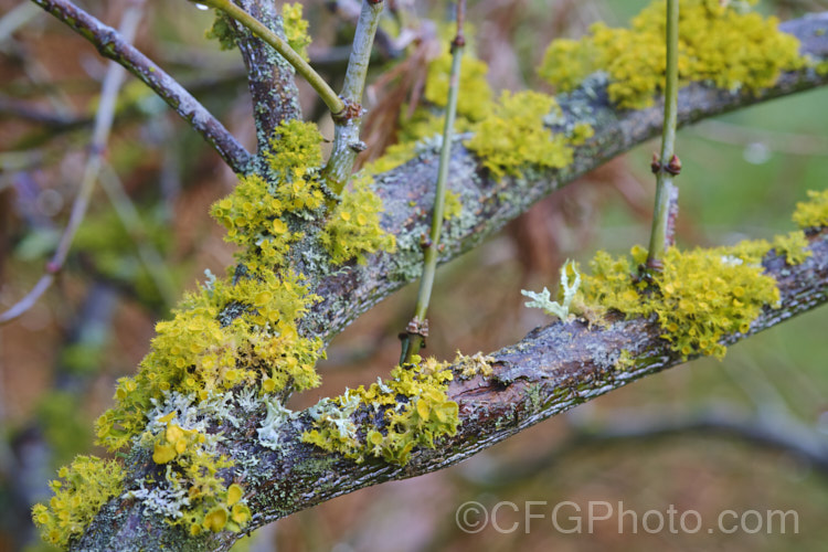 Lichens growing on the branches of a Japanese maple (<i>Acer palmatum</i>).