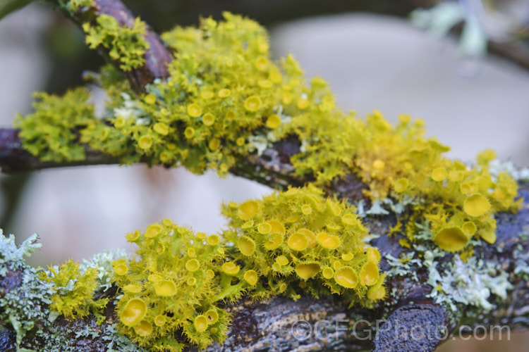 Lichens growing on the branches of a Japanese maple (<i>Acer palmatum</i>).