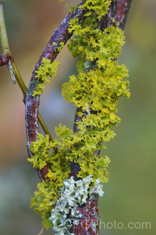 Lichens growing on the branches of a Japanese maple (<i>Acer palmatum</i>).