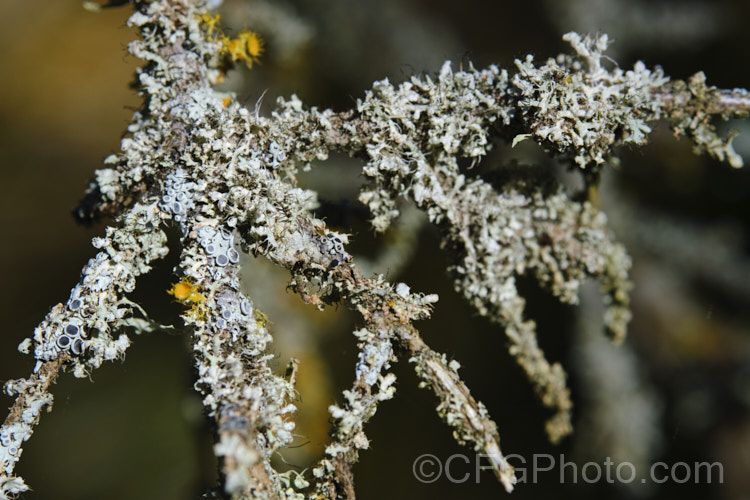 A dense covering of lichens on small twigs, with fruiting bodies.