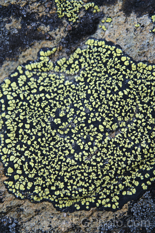 Rhizocarpon geographicum, a leprose lichen with very distinctive yellow and black patterning. Found worldwide, including the Arctic and Antarctic regions, it typically occurs in alpine areas. One. Arctic patch is thought to be the oldest living organism, around 8,600 years old