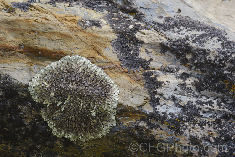 A placodioid lichen, possibly. Steineria sorediata.