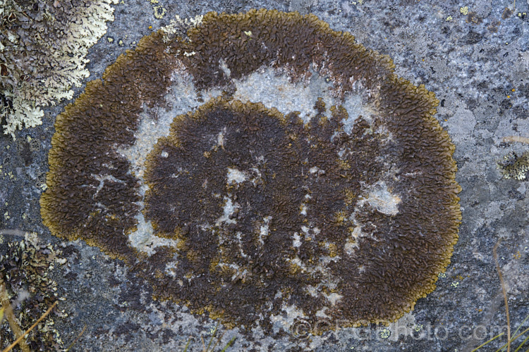 A squamulose lichen, possibly. Xanthoparmelia stygiodes.