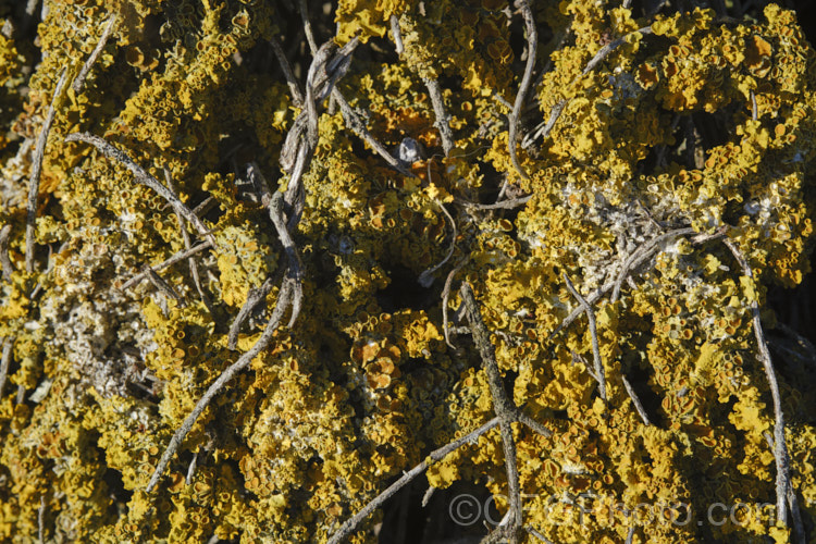 A thick growth of lichen on the wiry, interlaced branches of an old Muehlenbeckia.