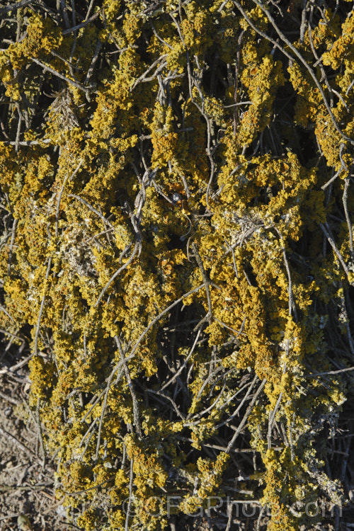 A thick growth of lichen on the wiry, interlaced branches of an old Muehlenbeckia.