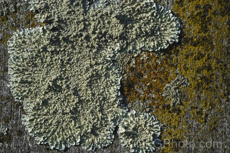 Lichen growing on old headstones in a cemetery. The varying stone types found among the memorials in cemeteries often lead to the development of an interesting array of lichens.