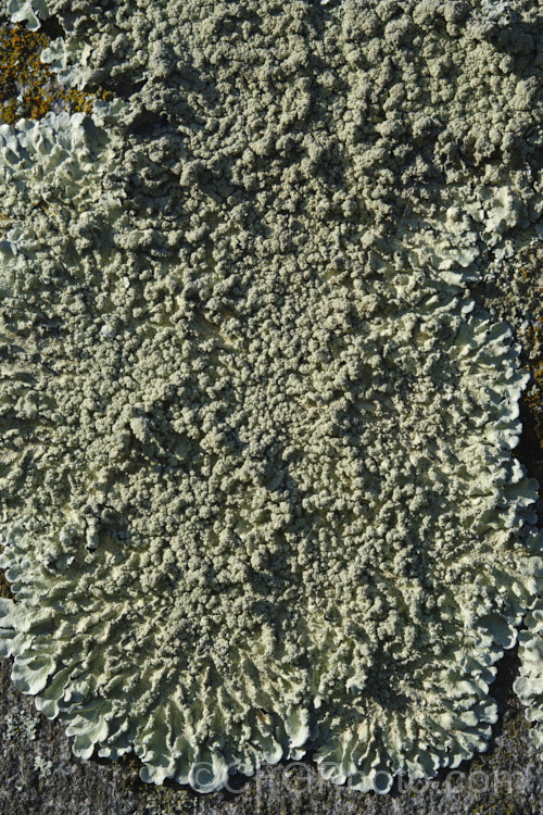 Lichen growing on old headstones in a cemetery. The varying stone types found among the memorials in cemeteries often lead to the development of an interesting array of lichens.