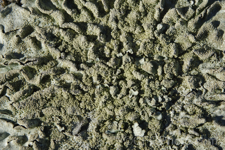 Lichen growing on old headstones in a cemetery. The varying stone types found among the memorials in cemeteries often lead to the development of an interesting array of lichens.