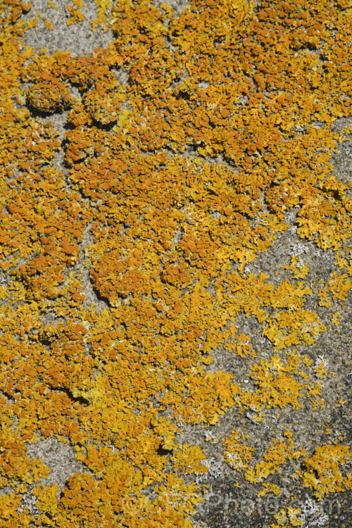 Lichen, probably a Xanthoria species, growing on old headstones in a cemetery. The varying stone types found among the memorials in cemeteries often lead to the development of an interesting array of lichens.