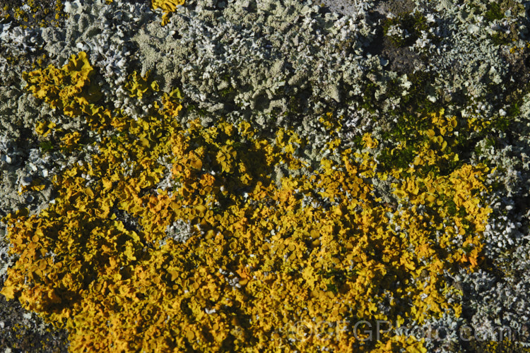 Lichen, probably a Xanthoria species, growing on old headstones in a cemetery. The varying stone types found among the memorials in cemeteries often lead to the development of an interesting array of lichens.