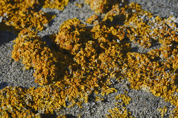 Lichen, probably a Xanthoria species, growing on old headstones in a cemetery. The varying stone types found among the memorials in cemeteries often lead to the development of an interesting array of lichens.