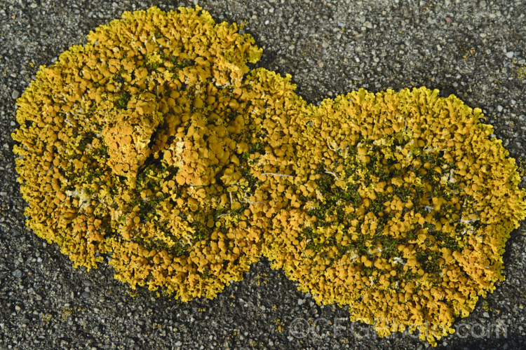 Lichen, probably a Xanthoria species, growing on old headstones in a cemetery. The varying stone types found among the memorials in cemeteries often lead to the development of an interesting array of lichens.