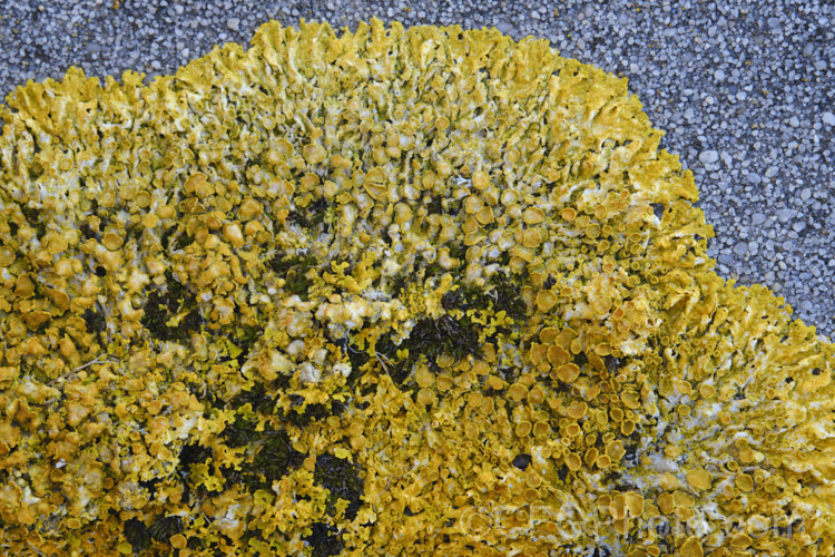 Lichen, probably a Xanthoria species, growing on old headstones in a cemetery. The varying stone types found among the memorials in cemeteries often lead to the development of an interesting array of lichens.