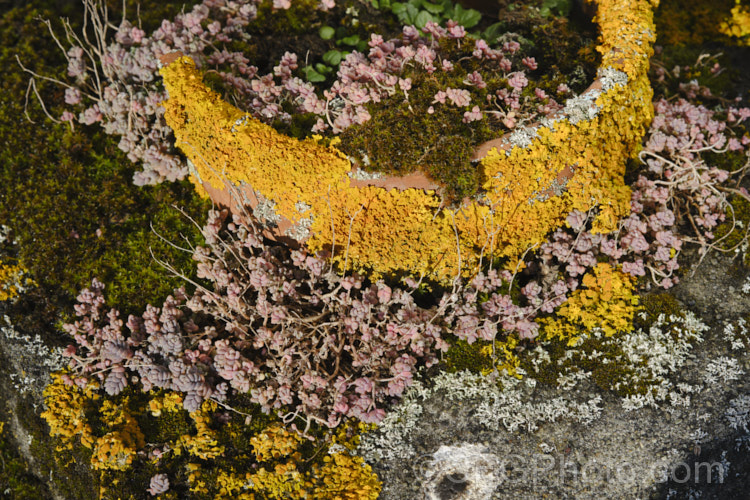 A small pink-leaved Sedum (possibly. Hylotelephium pluricaule</i>) growing in an ancient terracotta pot long abandoned in a cemetery and covered with lichens and mosses.