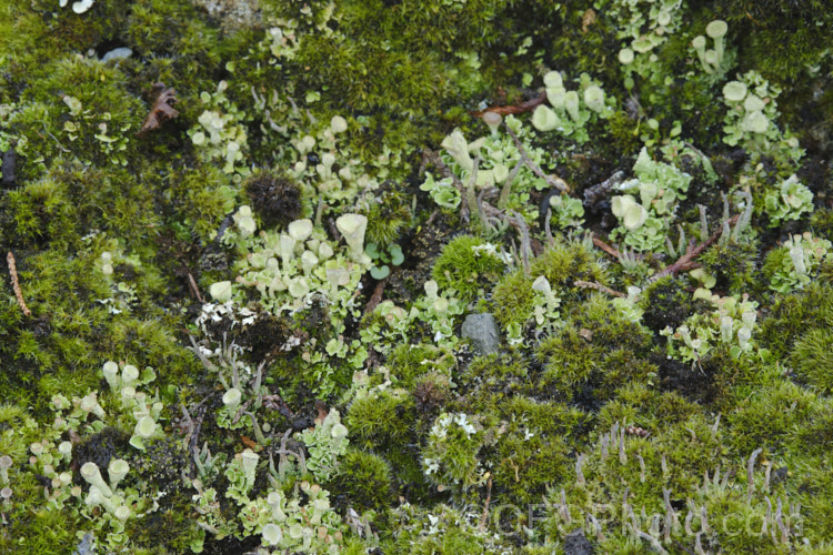 Bird's Nest. Lichen or Pixie. Cup. Lichen (<i>Cladonia pyxidata</i>), an unusual looking lichen that is surprisingly common but widely overlooked because it is so diminutive. Just a few millimetres high, it is usually found growing on bare patches among low herbage