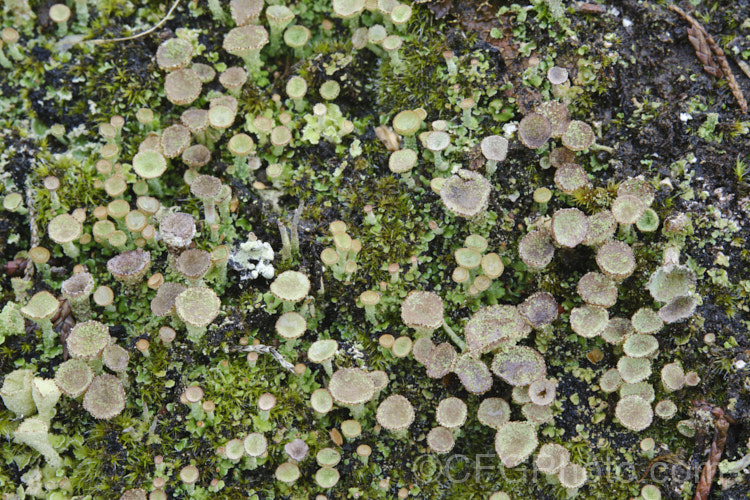 Bird's Nest. Lichen or Pixie. Cup. Lichen (<i>Cladonia pyxidata</i>), an unusual looking lichen that is surprisingly common but widely overlooked because it is so diminutive. Just a few millimetres high, it is usually found growing on bare patches among low herbage