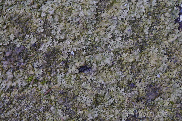 A very small lichen growing on asphalt.