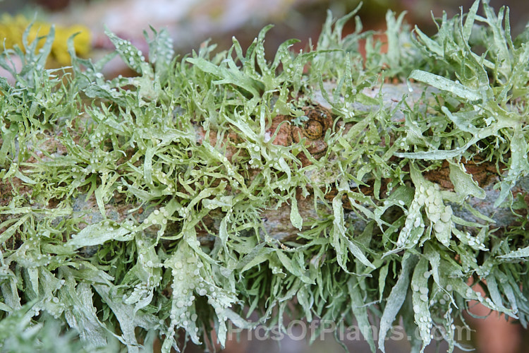 A foliose lichen with immature splash cups, growing on a dead magnolia branch