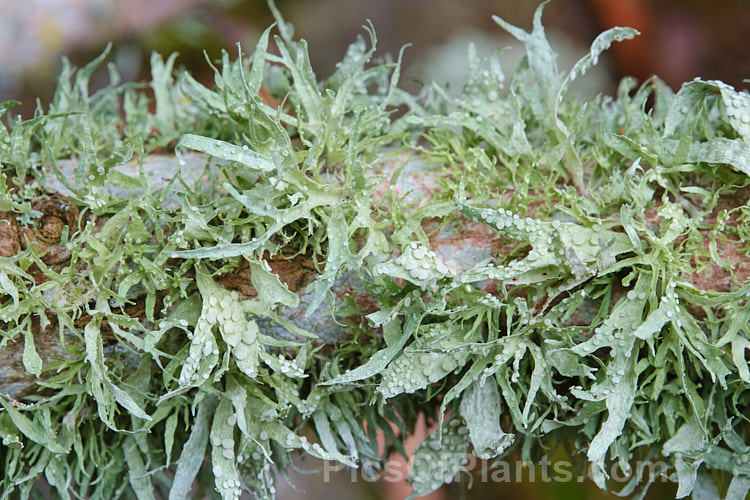 A foliose lichen with immature splash cups, growing on a dead magnolia branch