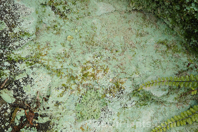 A lush covering of lichen on a limestone boulder