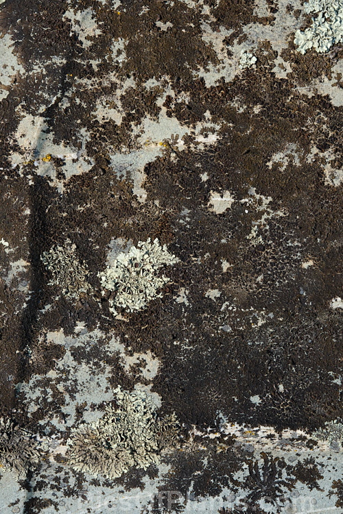 Alpine lichens growing on a boulder, often the first stage of breaking down the rock and introducing organic matter to eventually produce soil.