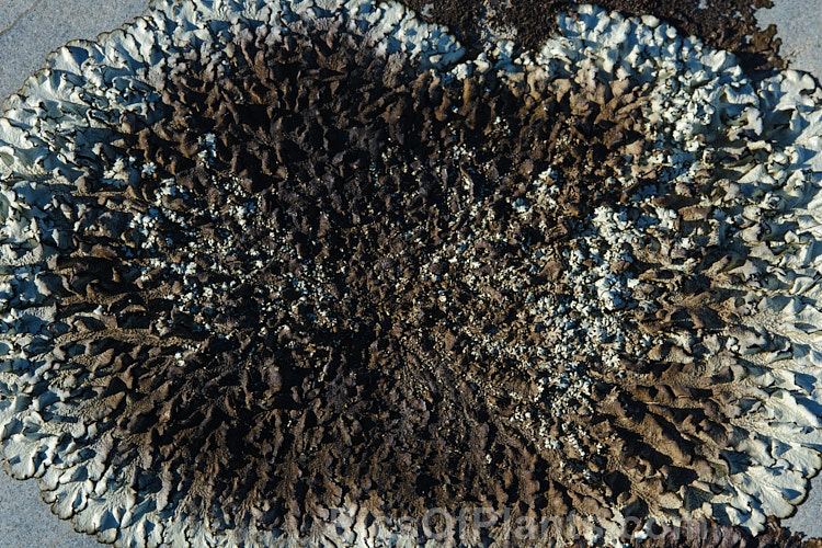 Alpine lichens growing on a boulder, often the first stage of breaking down the rock and introducing organic matter to eventually produce soil.