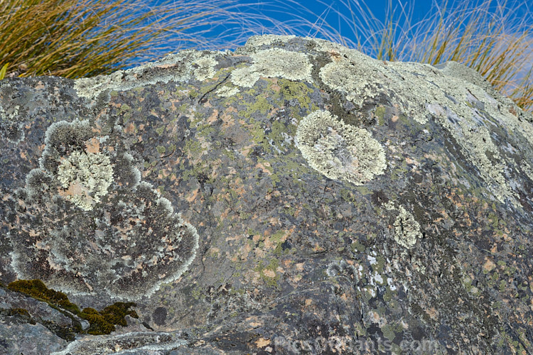 A large mountain bolder with a dense covering of alpines lichens, which thrive in the clear mountain air. Erewhon, Canterbury, New Zealand.