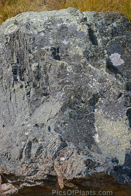 A large mountain bolder with a dense covering of alpines lichens, which thrive in the clear mountain air. Erewhon, Canterbury, New Zealand.