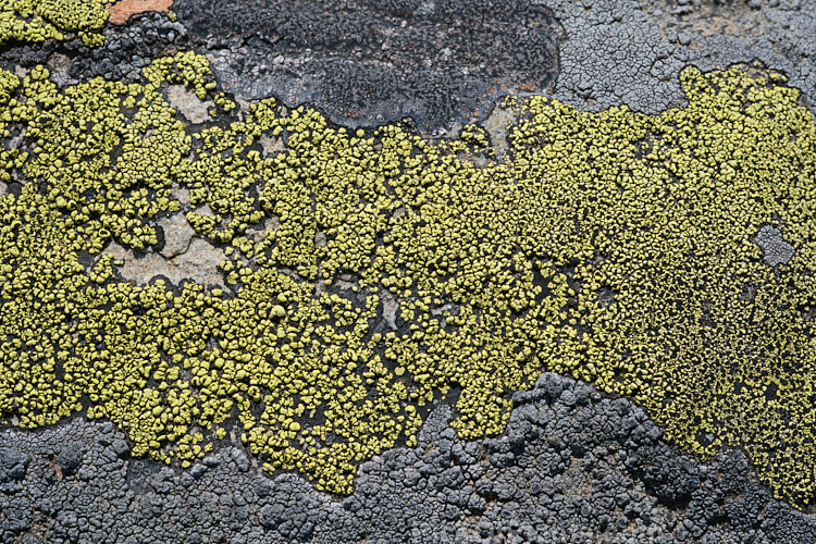 Bright yellow-green lichens growing on a subalpine rock.