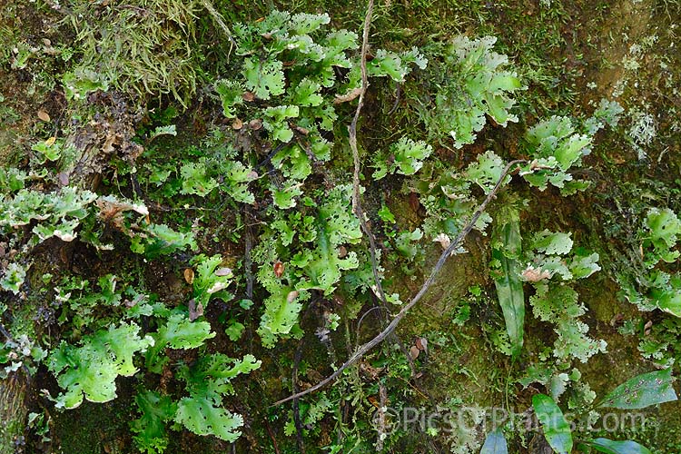 A large lichen of the genus Pseudocyphellaria, most likely <i>Pseudocephellaria homoeophylla</i> of the family. Order: Peltigerales, Family: Lobariaceae